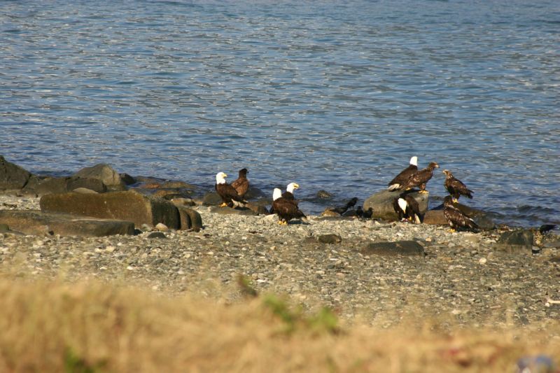 062404 Haines AK (10056)